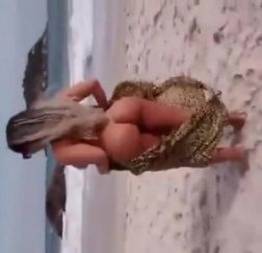 Mulher melão pelada na praia de abricó deixando o reporter excitado